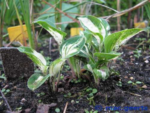 Hosta 'Pandora's Box'